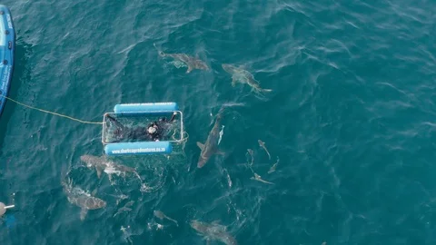 Overhead Aerial view of Shark Cage Diving Stock Footage