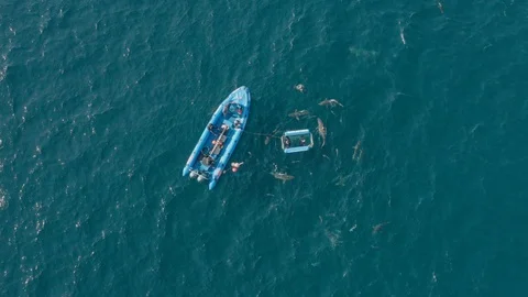 Overhead Aerial view of Shark Cage Diving Stock Footage 124316016