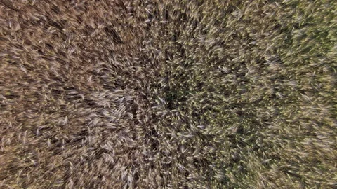 An overhead aerial view shows the dense textures of a ripening wheat field Stock Footage 337960177