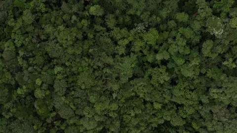 Overhead aerial view of tree crowns in Tres Picos State Park rainforest in Rio Stock Footage 251043203