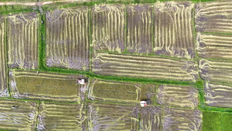 Overhead aerial view of two red combine harvesters operating in striped rice Stock Footage 336662687