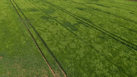 Overhead aerial view of a uniform bright green grain crop field with parallel Stock Footage 336618554