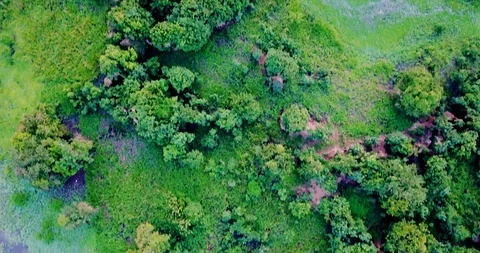Overhead of Amazon Rainforest Video stock 97641007