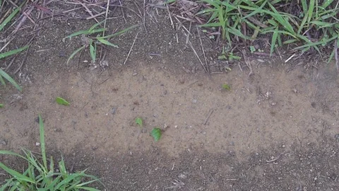Overhead Ants Carrying Materials Stock Footage 81228077