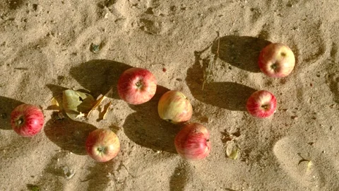 Overhead apples on sandy ground with shifting shadows in warm autumn sunlight ou Stock Footage 345401447