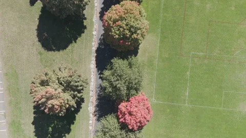 Overhead autumn trees in park Stock Footage 289343040