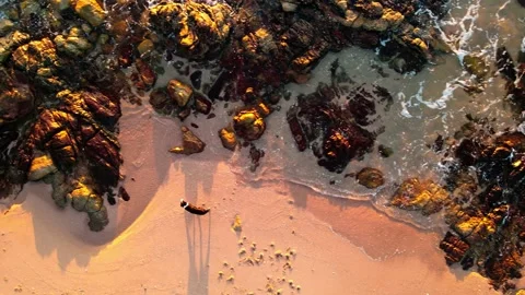 Overhead Beach Flight Over Rocks and Dog Vídeos de archivo 238832913