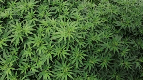 Overhead bird's eye view of indoor marijuana plants Stock Footage 105378024
