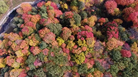 Overhead Birdseye Drone View of Beautiful Fall Trees. Autumn In Ontario, Canada. Stock Footage