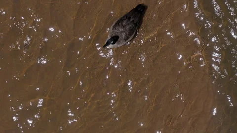 Overhead of a Canada goose in a river Video stock 246771429