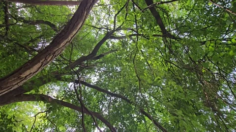 The overhead canopy to frame a wide, trailing lianas, creeper vines to river, ha 库存影片 337348641
