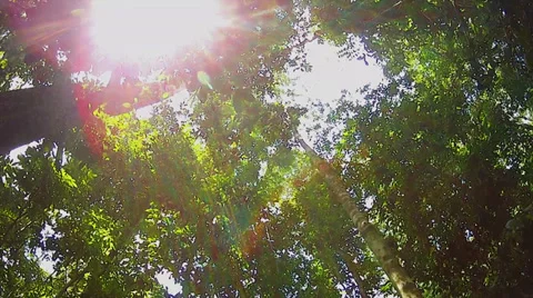 An overhead canopy perspective walkthrough of a jungle in Borneo. Stock Footage 32543850