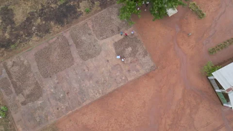 Overhead Cashew Drying Stock-Footage 332678167