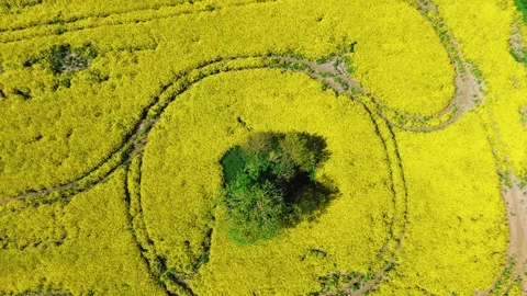 Overhead circle of tractor tracks around a field tree 動画素材 341528539