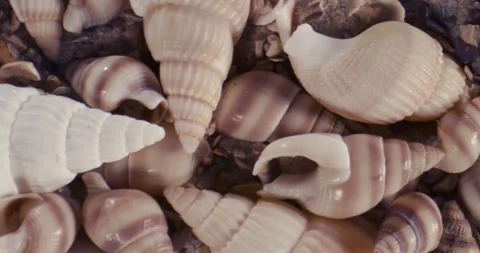 Overhead close‑up of assorted seashells on textured surface Stock Footage 336442924