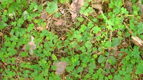 Overhead close-up of clover carpet on forest floor with subtle focus shift and s Stock Footage 345488489