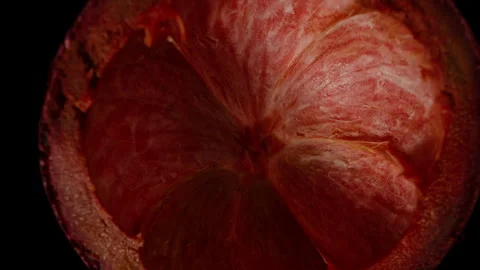 Overhead Close-Up of Empty Mangosteen Rind with Dark Red Inner Surface as Camera Stock Footage 310664824