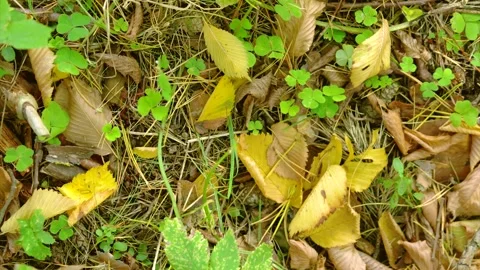 Overhead close-up of forest floor with settling yellow leaves and shifting clove Stock Footage 345486959
