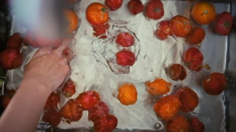 Overhead close-up of fresh yellow and red organic tomatoes washed by hand in Stock Footage 344876898