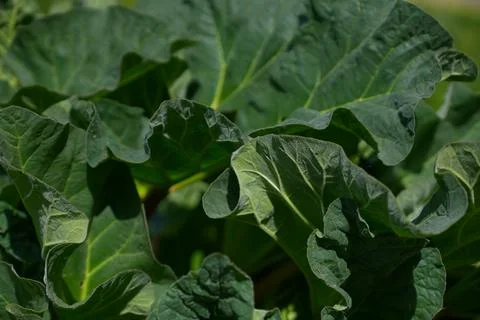 Overhead close-up of Large Textured Dark Green Rhubarb Leaves Showing Veins.. Stock Photos
