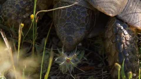 Overhead close up shot of tortoise eating a flower Stock Footage 129543769