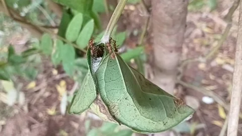 Overhead Close Up Shot Of Weaver Ant Nest In Green Leaf Stock Footage 340201491