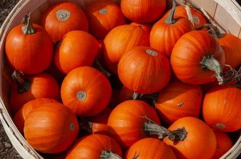 An overhead close-up of small orange pumpkins in a wooden basket Stock Photos