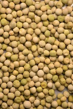Overhead Close Up Texture and Pattern of Dry Green Pea Grains Seamless Backdr Stock Photos