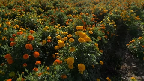 Overhead close view of marigold plantations in full autumn bloom Stock Footage 341999670
