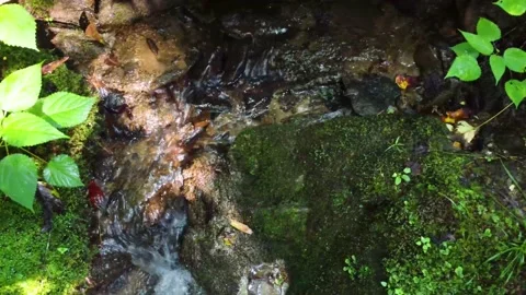 Overhead Closeup of Small Forest Stream Stock Footage 159477004