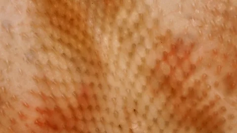 Overhead closeup view of chicken skin rotating in 4K. Stock Footage 86642437