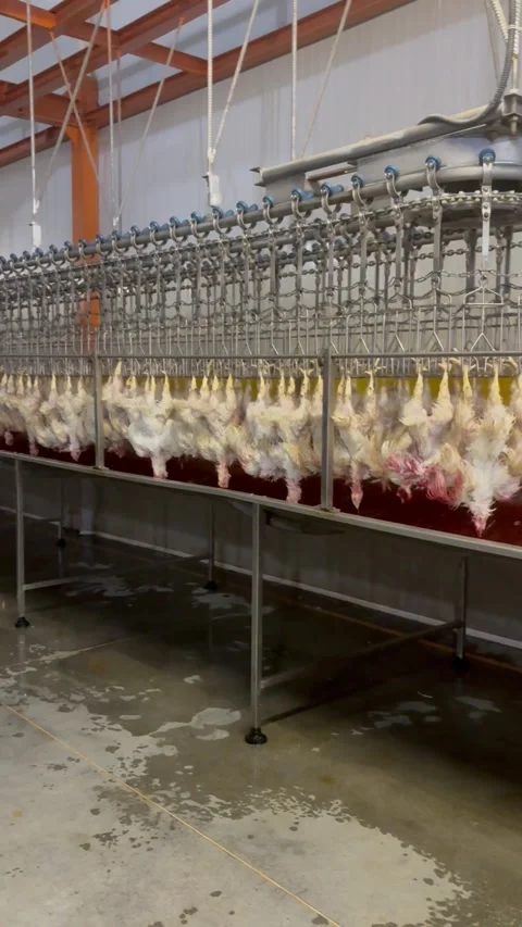 Overhead conveyor line with slaughtered chickens in slaughterhouse, vertical Stock Footage 345164184