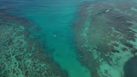 Overhead of Coral Reef With Colorful Patterns Stock Footage 313107519