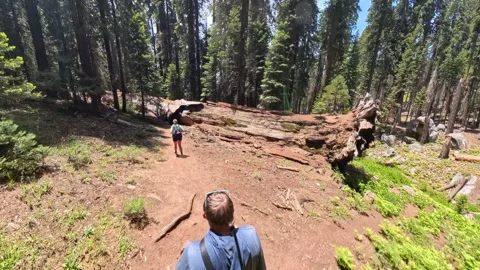 Overhead of Couple Hiking through Sequoias Stock Footage 336028638