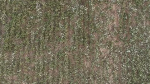 Overhead crane shot directly down onto cotton field Stock Footage 131341438