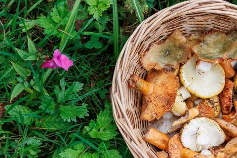 Overhead cropped view of a wicker basket filled with wild edible russula, s.. Stock Photos