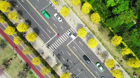 Overhead crosswalk and traffic framed by yellow blossoms in Guangzhou China Stock Footage 346031676