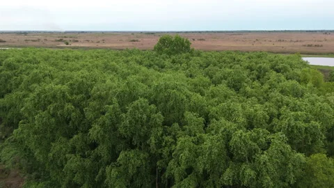 Overhead of Dense Parana Delta Trees and Wetland Margin Stock-Footage 310541843
