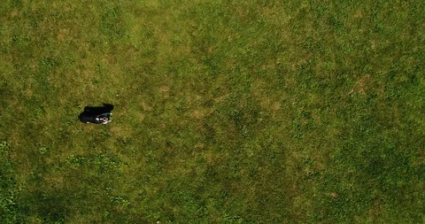 Overhead dog on grass Video stock 92221579