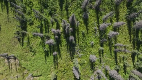 Overhead Drone of Beetle Killed Spruce in Alaska 動画素材 294263522