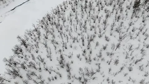 Overhead drone footage captures a dense, snow covered forest near Kiruna, Stock Footage 330376731