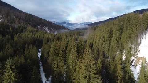 Overhead Drone Footage of Coniferous Forest in Winter Stock Footage 324476953