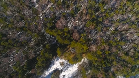 Overhead drone look Through Trees To Swamp in winter with boardwalk Stock Footage 87943886