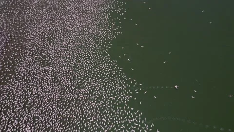 Overhead drone over flamingos Stock Footage 264754097