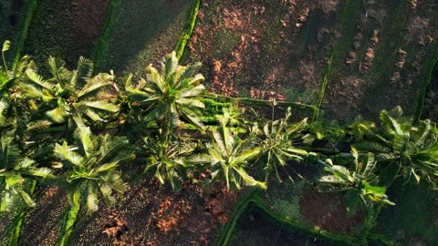 Overhead Drone Perspective of Harvested Rice Paddies and Coconut Tree Pathway Video stock 329465613
