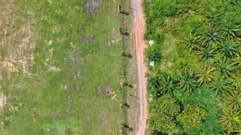Overhead drone rainforest canopy northeast Phuket Thailand Video stock 331477999