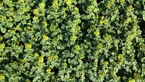 Overhead Drone Shot Ascending Over a Dense Sunflower Field 動画素材 344282808