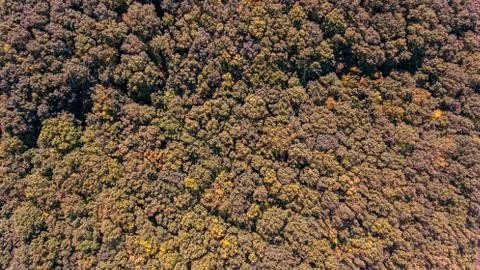 Overhead drone shot of a autumn forest canopy. Stock Photos