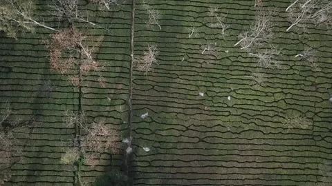 Overhead Drone Shot Of Beautiful Lush Green Tea Fields Plantation In India Stock Footage 151027707