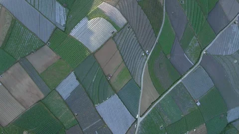 Overhead drone shot beautiful pattern of vegetable plantation in Stock Footage 252363649